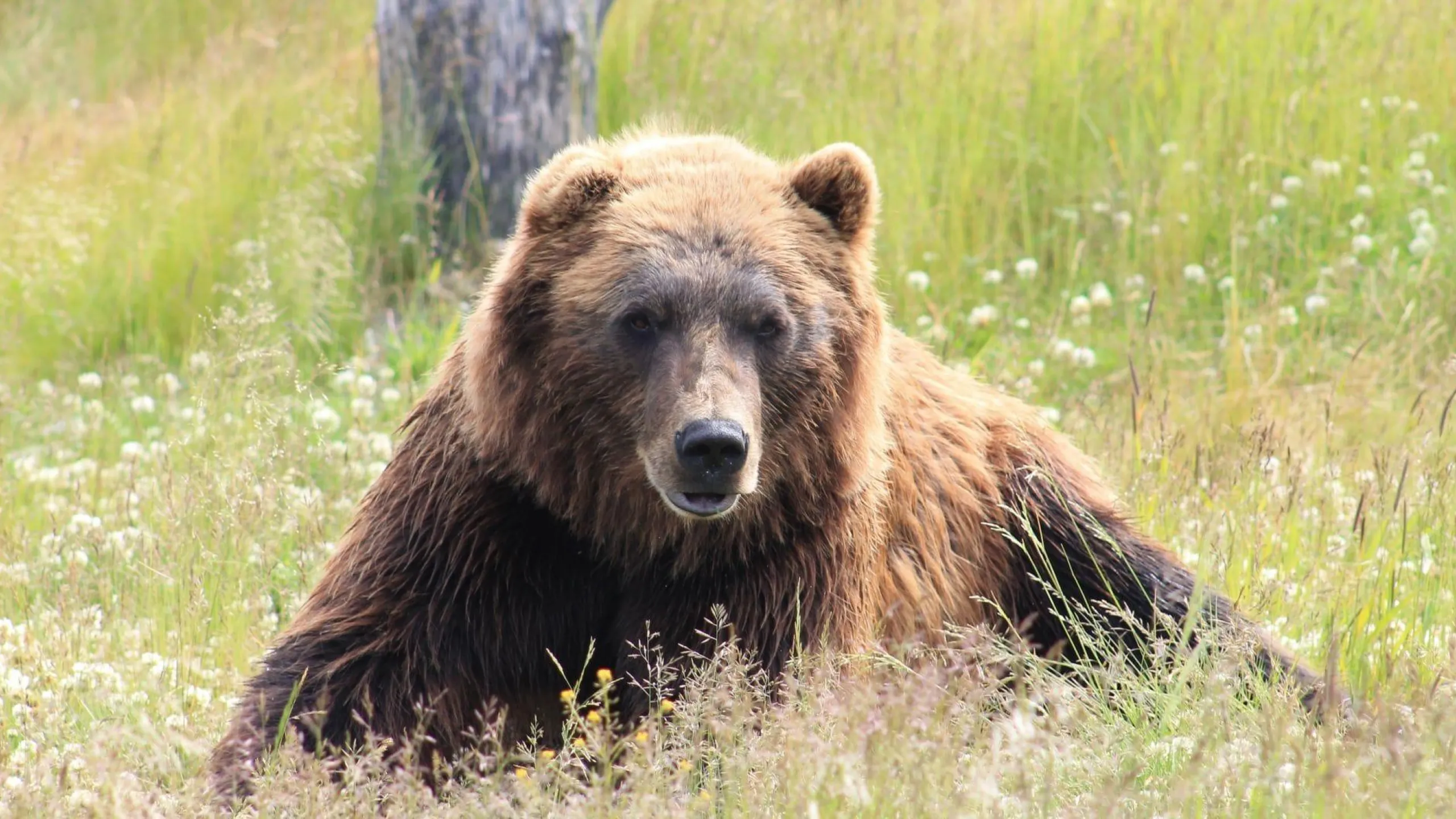Orso bruno