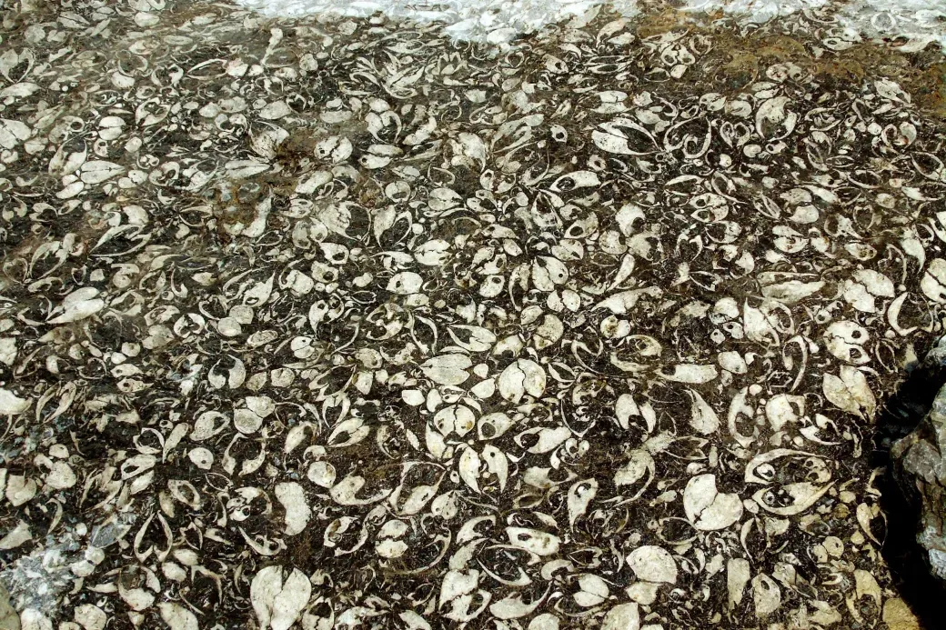 Sentieri sasso dei fossili
